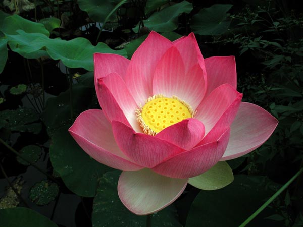 nelumbo_nucifera_-_Vilmorin_-_Sacred_lotus